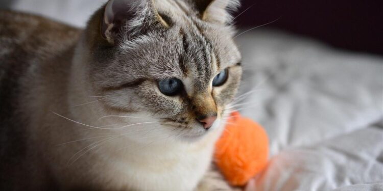 Is Your Cat Bored? 7 Signs and Easy Fixes 1 Is Your Cat Bored? 7 Signs and Easy Fixes