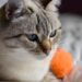 Is Your Cat Bored? 7 Signs and Easy Fixes