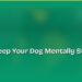 How to Keep Your Dog Mentally Stimulated at Home