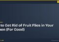 How to Get Rid of Fruit Flies in Your Kitchen (For Good) 7 How to Get Rid of Fruit Flies in Your Kitchen (For Good)