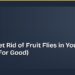 How to Get Rid of Fruit Flies in Your Kitchen (For Good) 8 How to Get Rid of Fruit Flies in Your Kitchen (For Good)