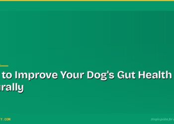 How to Improve Your Dog's Gut Health Naturally 4 How to Improve Your Dog's Gut Health Naturally