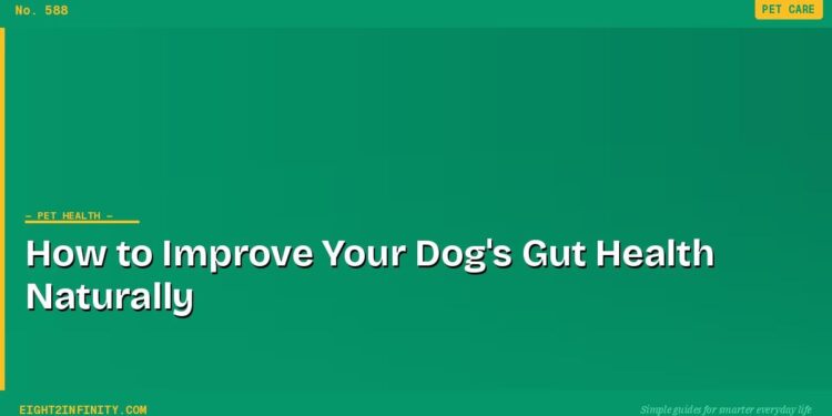 How to Improve Your Dog's Gut Health Naturally