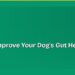 How to Improve Your Dog's Gut Health Naturally 8 How to Improve Your Dog's Gut Health Naturally