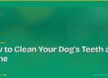 How to Clean Your Dog's Teeth at Home