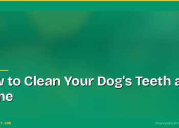 How to Clean Your Dog's Teeth at Home