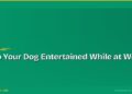 How to Keep Your Dog Entertained While You're at Work
