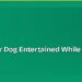 How to Keep Your Dog Entertained While You're at Work