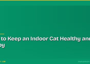 How to Keep an Indoor Cat Healthy and Happy 9 How to Keep an Indoor Cat Healthy and Happy