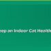 How to Keep an Indoor Cat Healthy and Happy 8 How to Keep an Indoor Cat Healthy and Happy