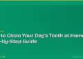 How to Clean Your Dog's Teeth at Home: A Step-by-Step Guide