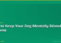 How to Keep Your Dog Mentally Stimulated at Home