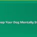 How to Keep Your Dog Mentally Stimulated at Home