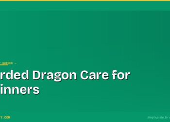 Bearded Dragon Care for Beginners