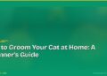 How to Groom Your Cat at Home: A Beginner's Guide
