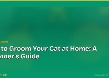 How to Groom Your Cat at Home: A Beginner's Guide