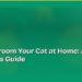 How to Groom Your Cat at Home: A Beginner's Guide