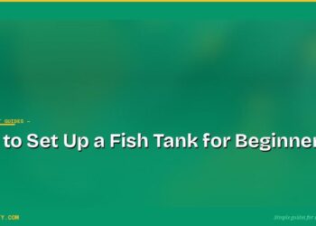 How to Set Up a Fish Tank for Beginners