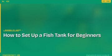 How to Set Up a Fish Tank for Beginners