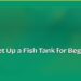 How to Set Up a Fish Tank for Beginners
