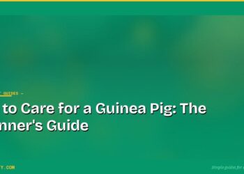 How to Care for a Guinea Pig: The Beginner's Guide