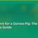 How to Care for a Guinea Pig: The Beginner's Guide 8 How to Care for a Guinea Pig: The Beginner's Guide