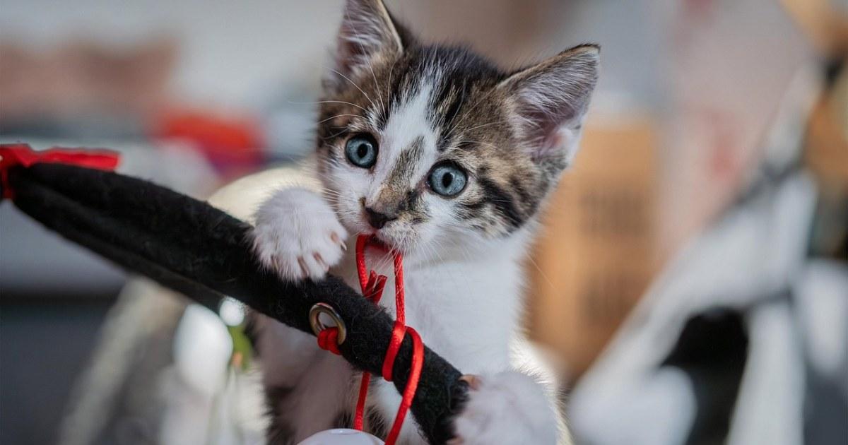 Is Your Cat Bored? 7 Signs and Easy Fixes 2