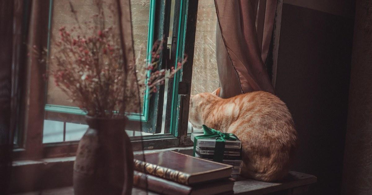 Is Your Cat Bored? 7 Signs and Easy Fixes 3