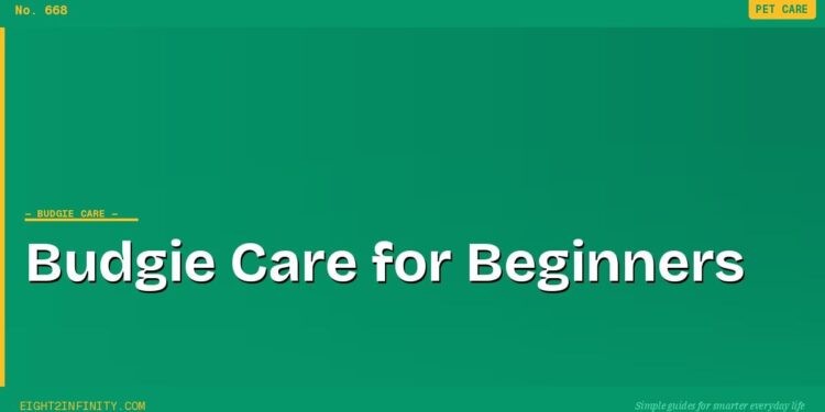 Budgie Care for Beginners: Everything You Need Before You Bring One Home 1 Budgie Care for Beginners: Everything You Need Before You Bring One Home