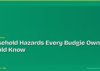 Household Hazards Every Budgie Owner Should Know 4 Household Hazards Every Budgie Owner Should Know