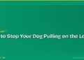 How to Stop Your Dog Pulling on the Lead