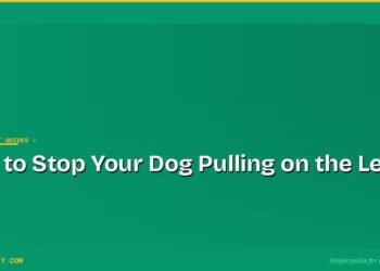 How to Stop Your Dog Pulling on the Lead
