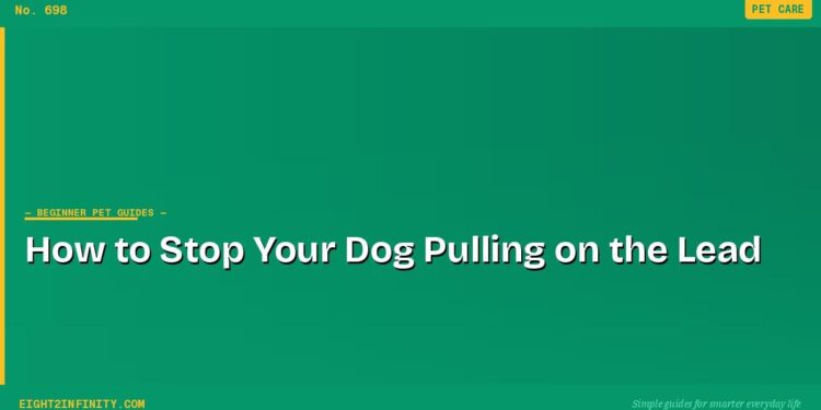 How to Stop Your Dog Pulling on the Lead
